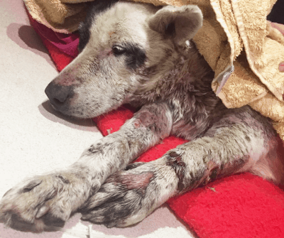 abandoned dog with wounds