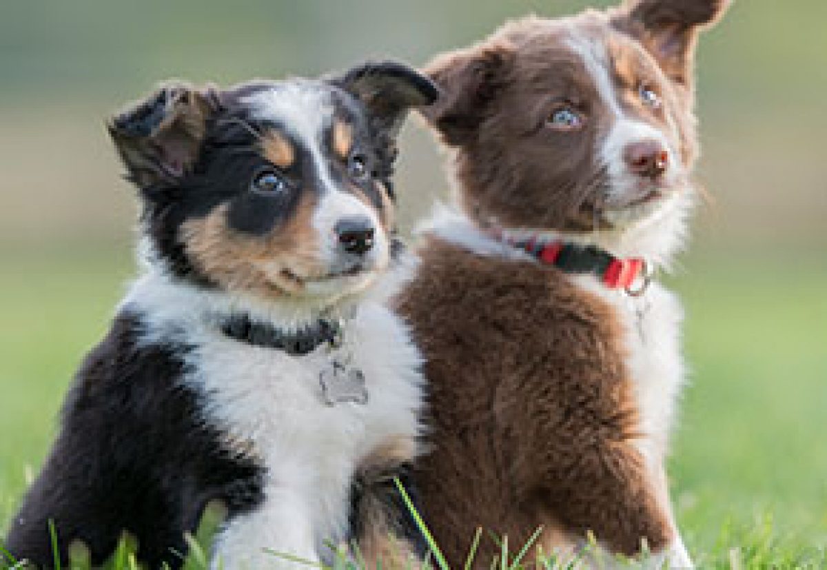 https://www.awlnsw.com.au/wp-content/uploads/2020/04/Blog_PuppySocial_Feature-1200x827.jpg