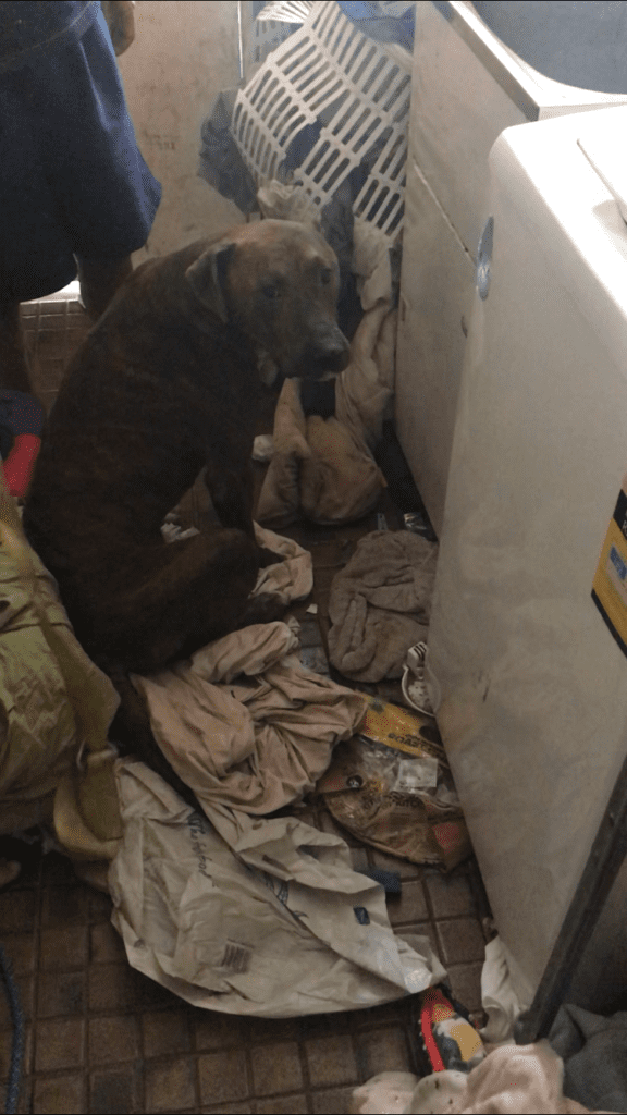 neglected dog on filthy floor