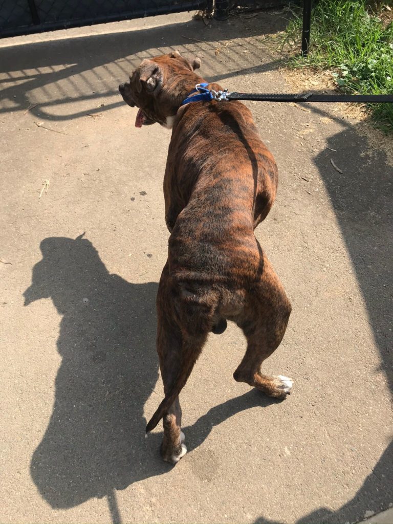 brown dog on leash