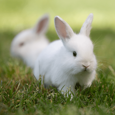 rabbits livestock other animal foster