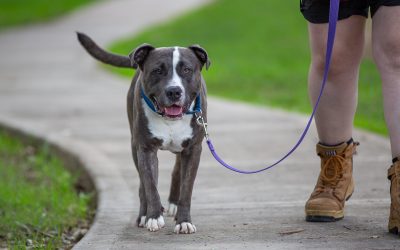 A dog on a leash