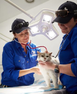 Two people examining a cat 