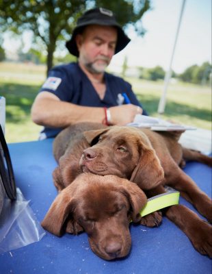 Two dogs lying on top of each other, with a man making notes behind them